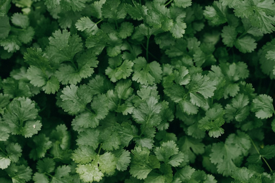 Photo herbs for kidneys
